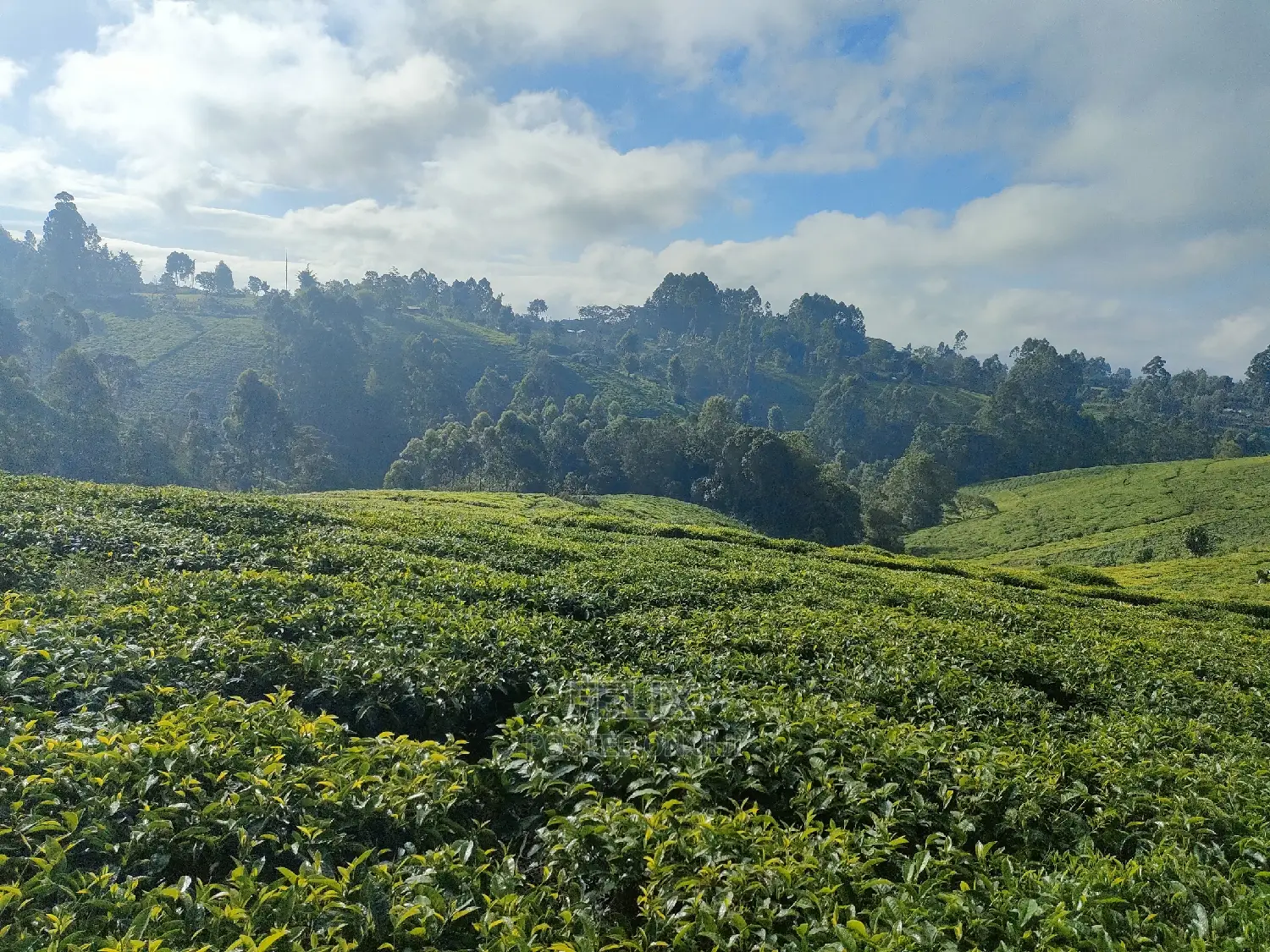 Karatina /Ihwagi 8 Acres in Karatina Town