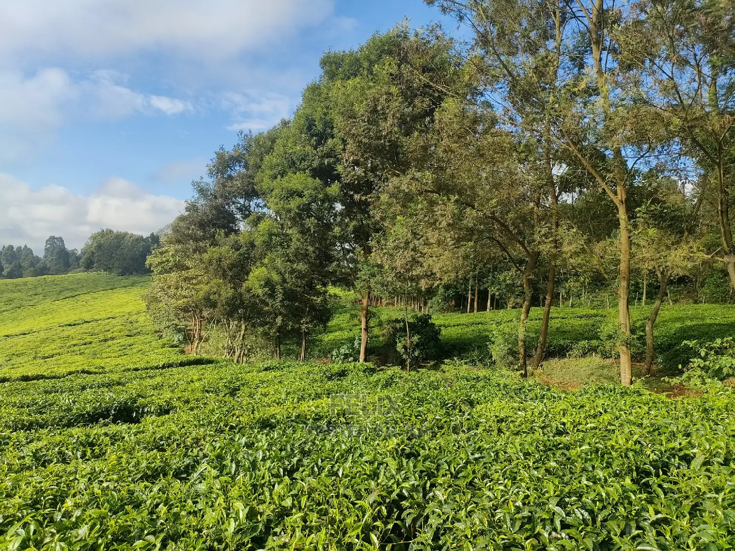 Karatina /Ihwagi 8 Acres in Karatina Town
