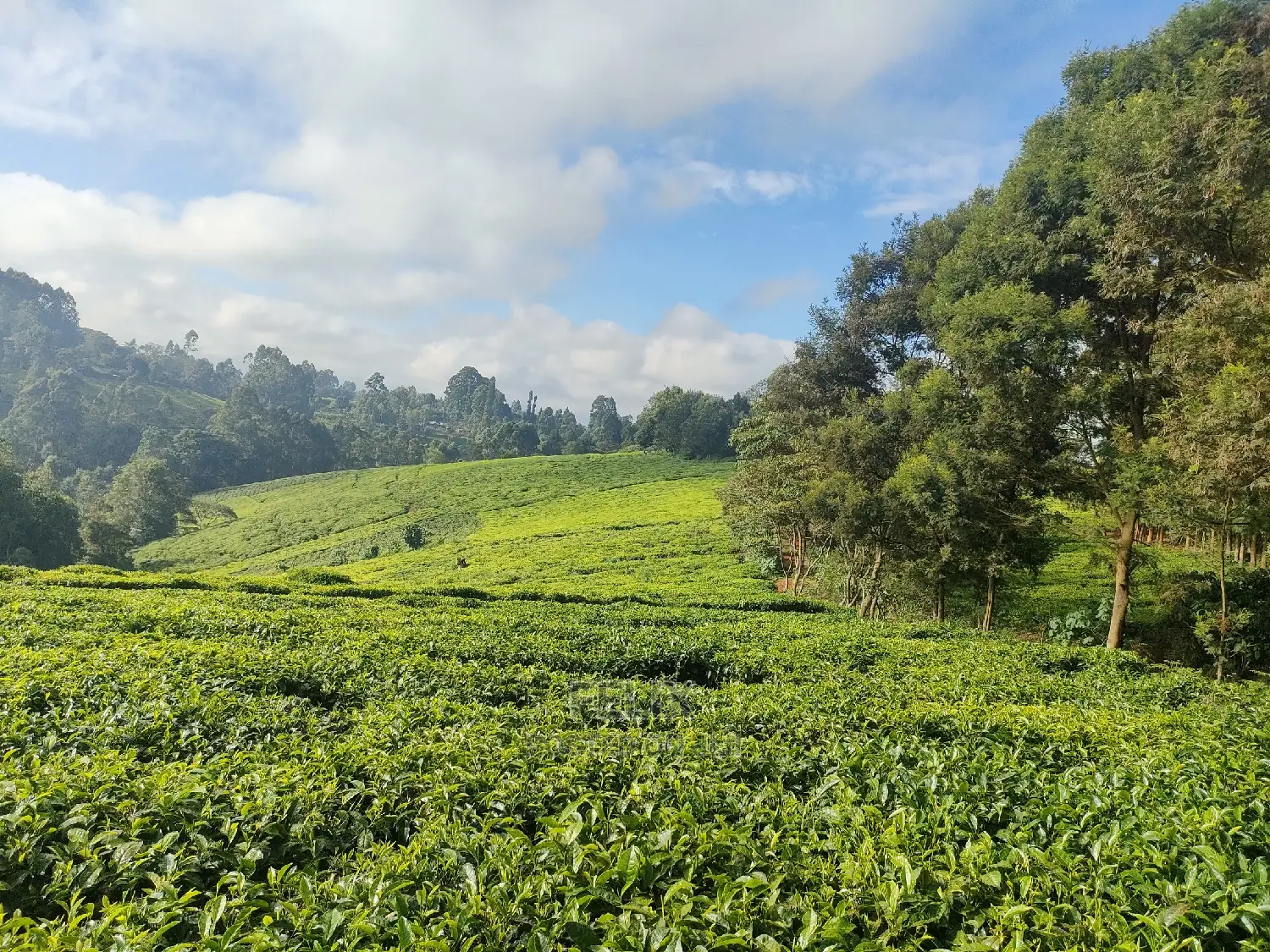 Karatina /Ihwagi 8 Acres in Karatina Town