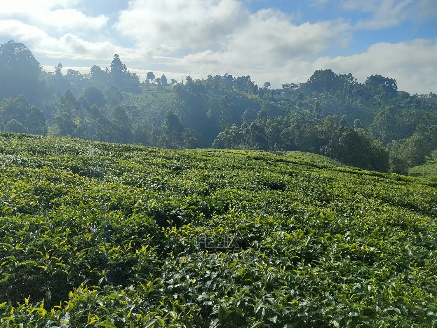 Karatina /Ihwagi 8 Acres in Karatina Town