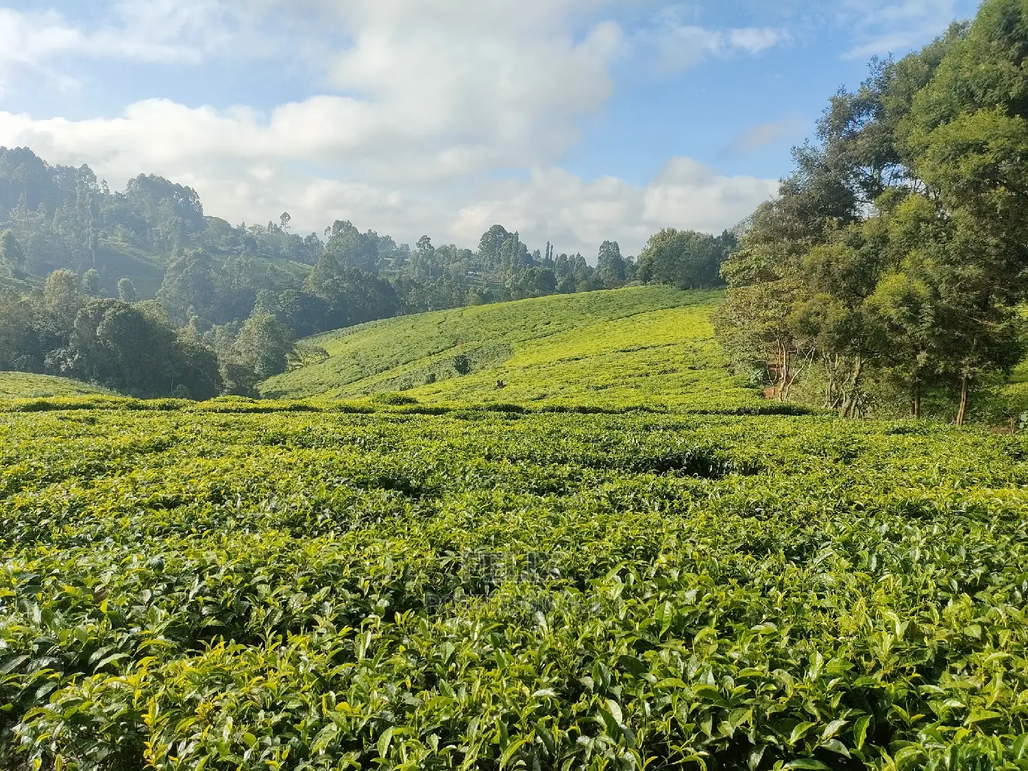 Karatina /Ihwagi 8 Acres in Karatina Town