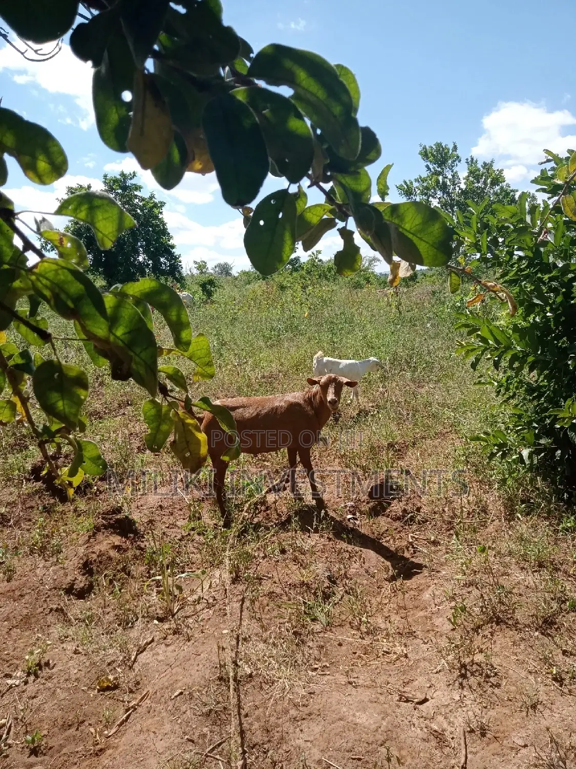 6-Acre Farmland for Sale in Makutano - Prime Investment Opportunity in Mutithi