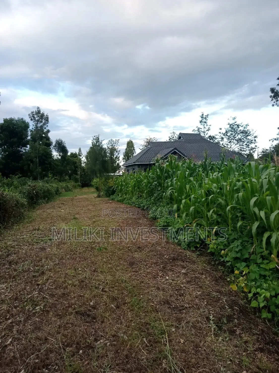 Kenol's Hot Deal: 50 by 100 on Sale! in Kimorori/Wempa