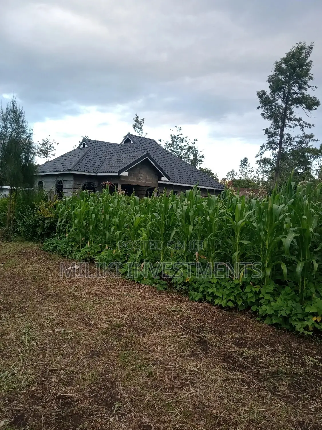 Kenol's Hot Deal: 50 by 100 on Sale! in Kimorori/Wempa