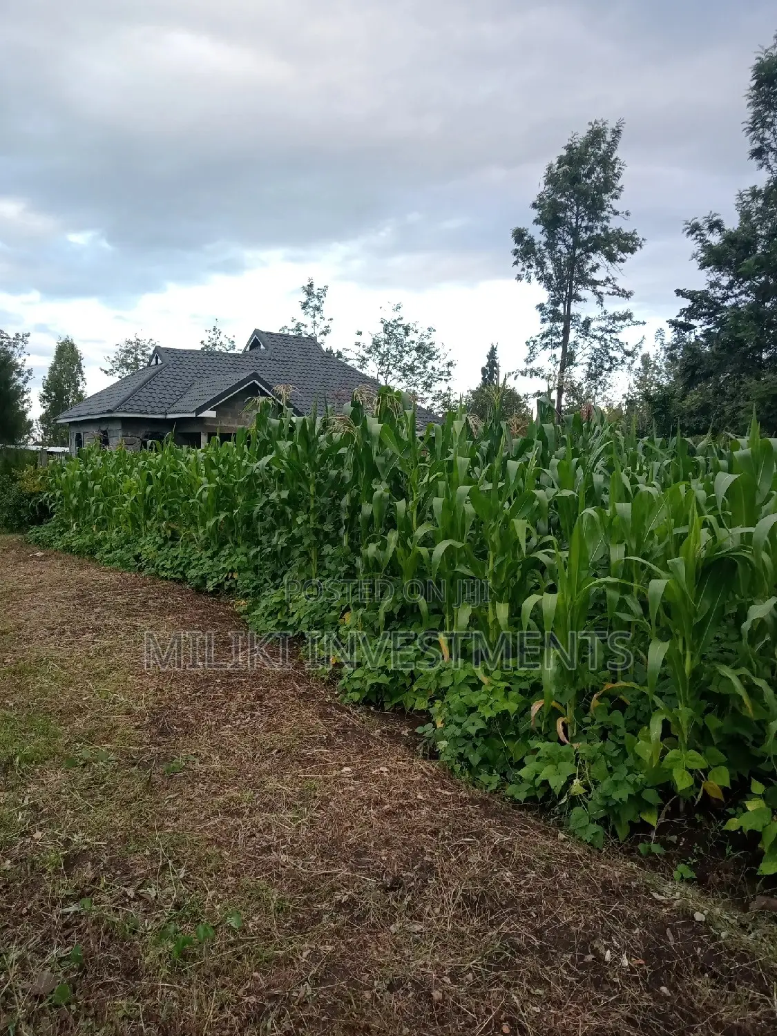 Kenol's Hot Deal: 50 by 100 on Sale! in Kimorori/Wempa