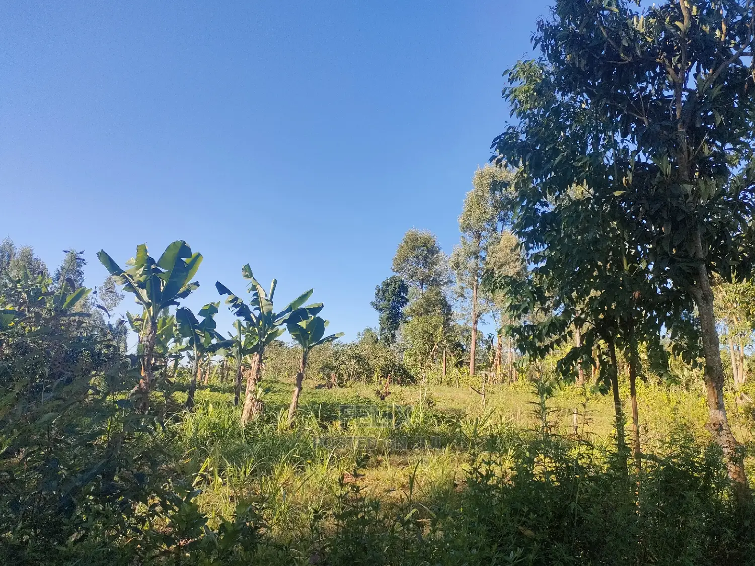 Karatina/Karogoto Quota Acre in Karatina Town