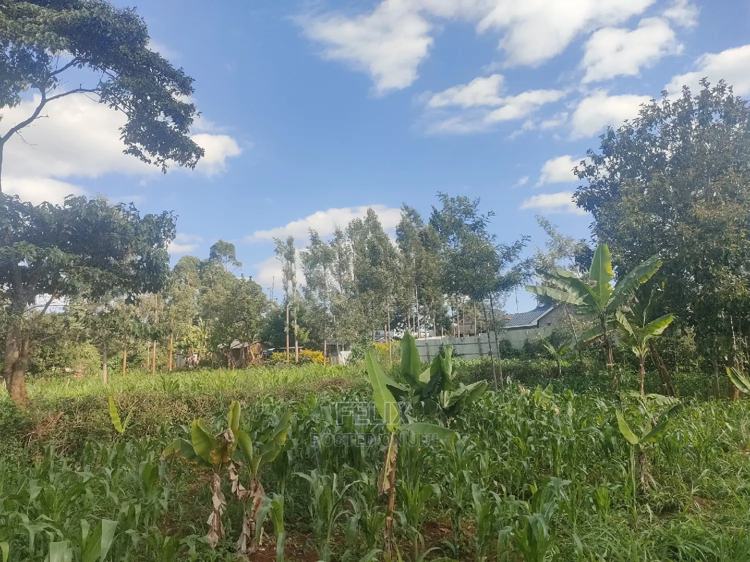 Nyeri/ Chorong'i 50/100 Plot in Nyeri Town