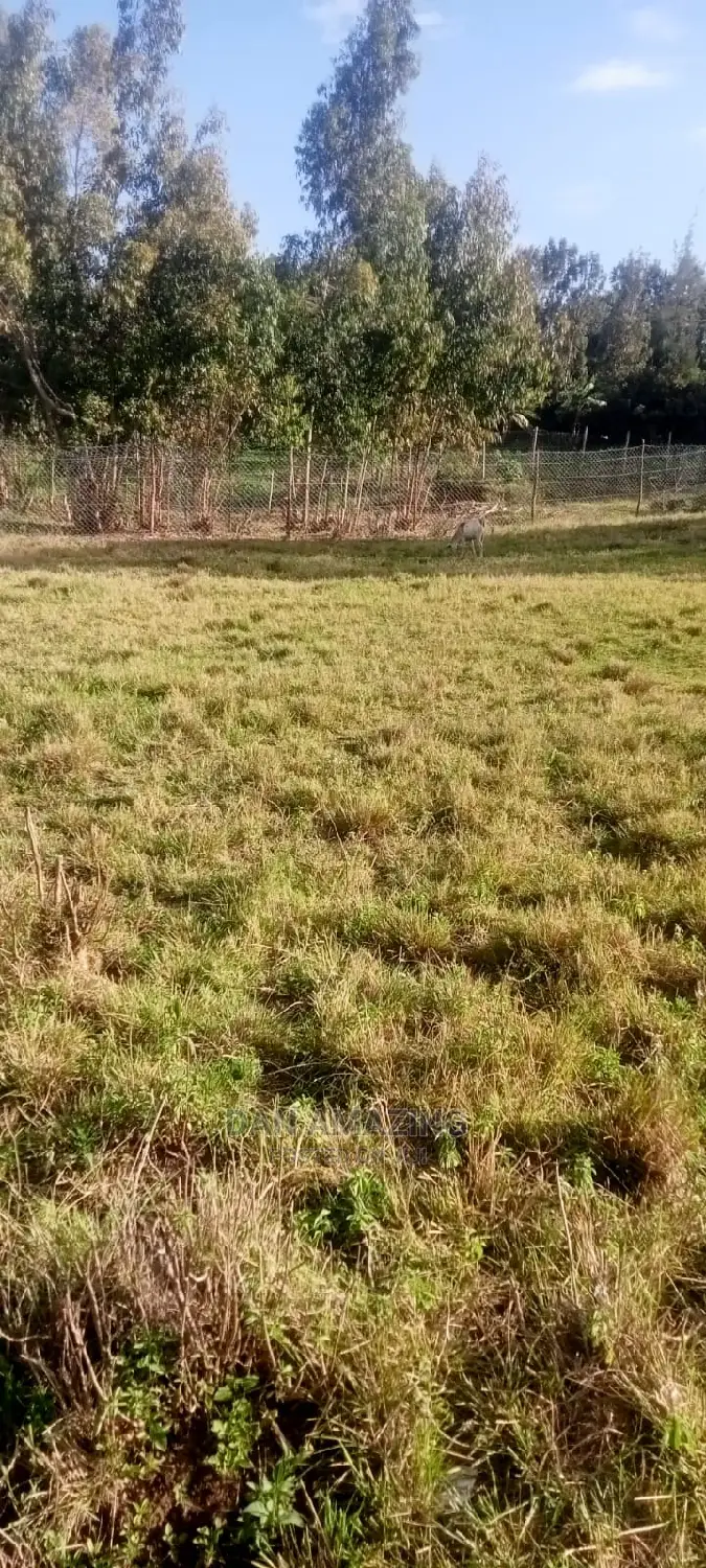 Half-Acre Land Sale in Bulbul Ngong: Your Dream Investment Awaits in Ebulbul