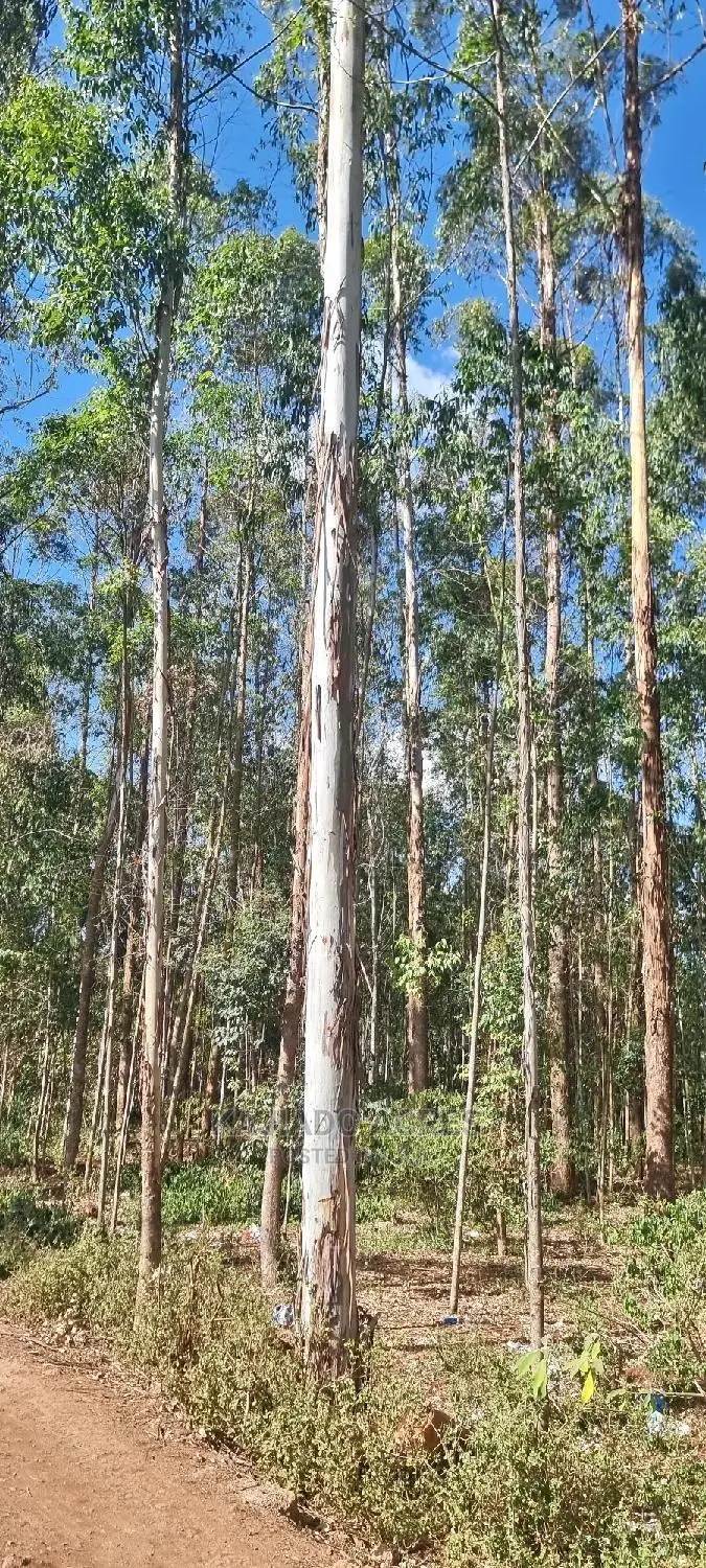 Quality Forest Line 1/8 Pieces - Bondeni, Multiple Variants in Ngong