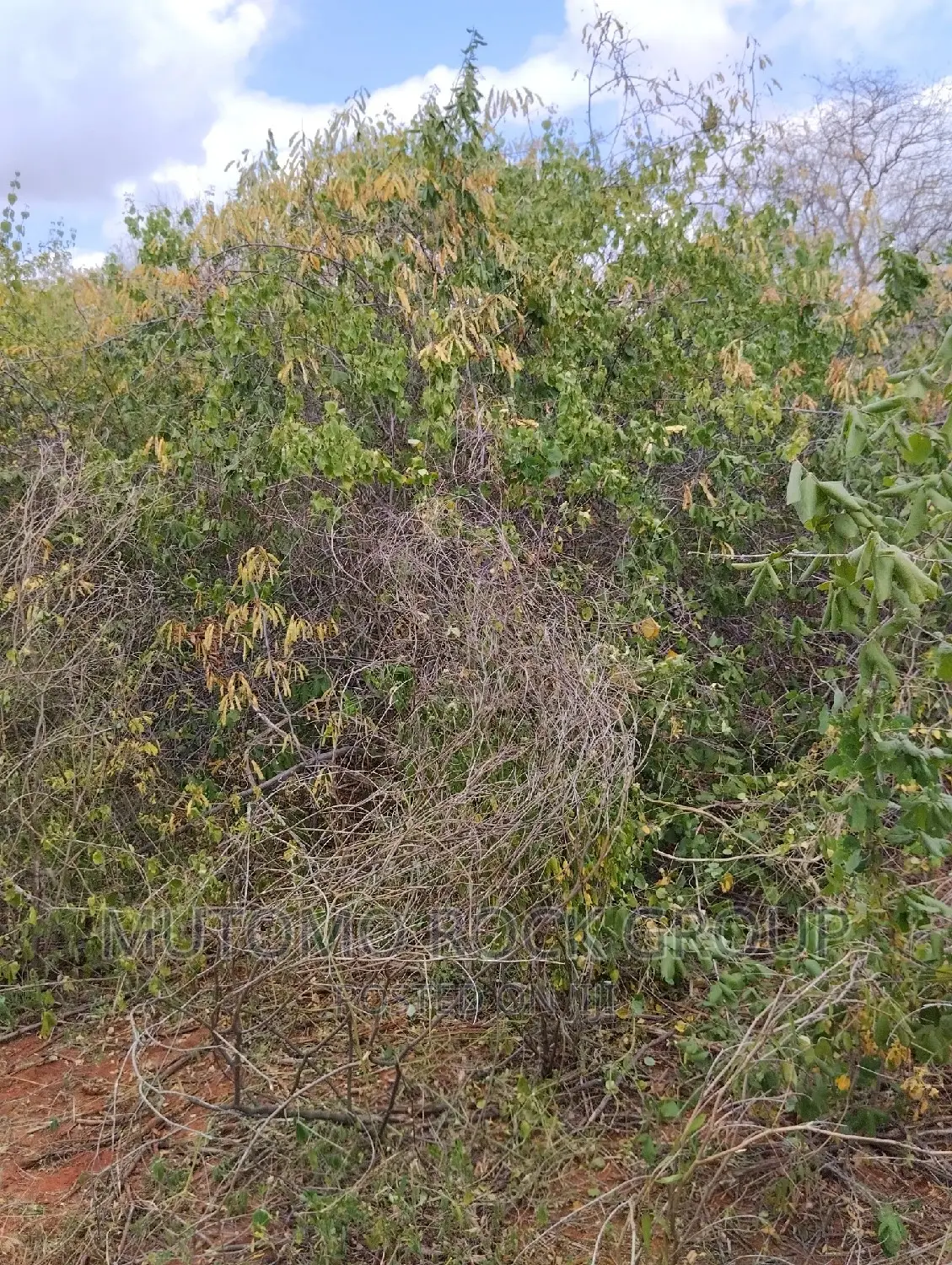 130acres for Sale With Title Deed in Mutomo