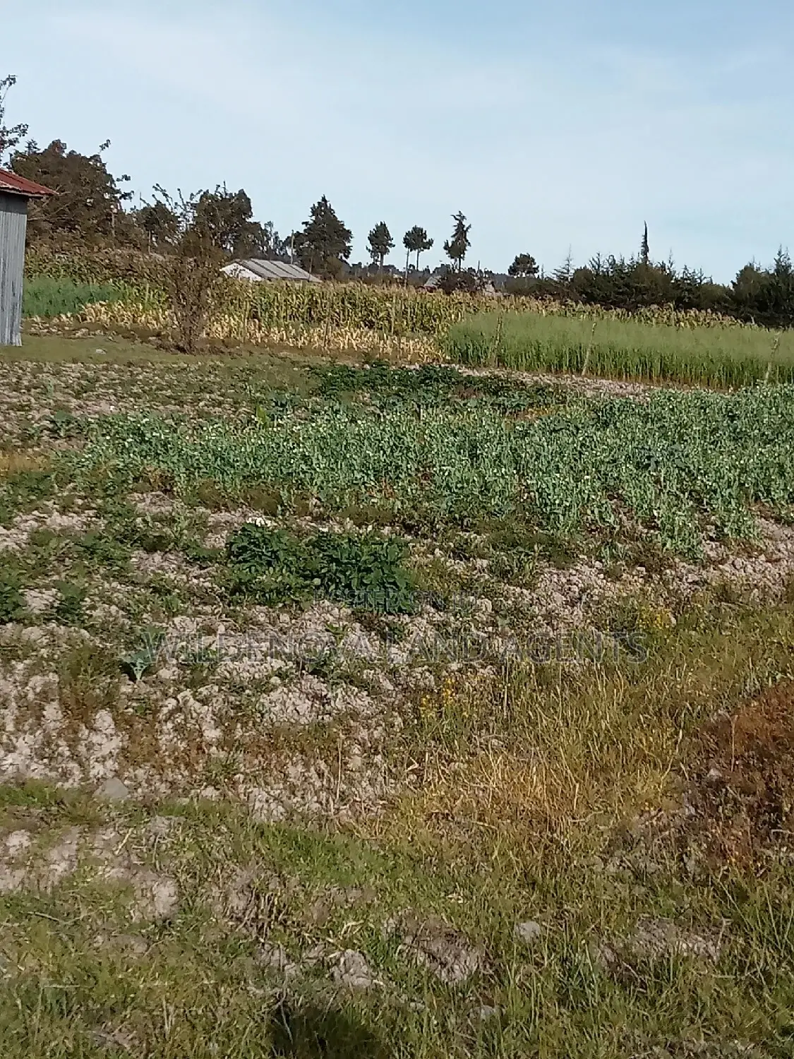 Dream Home Awaits: Kinangop Flyover Land Offer in Magumu