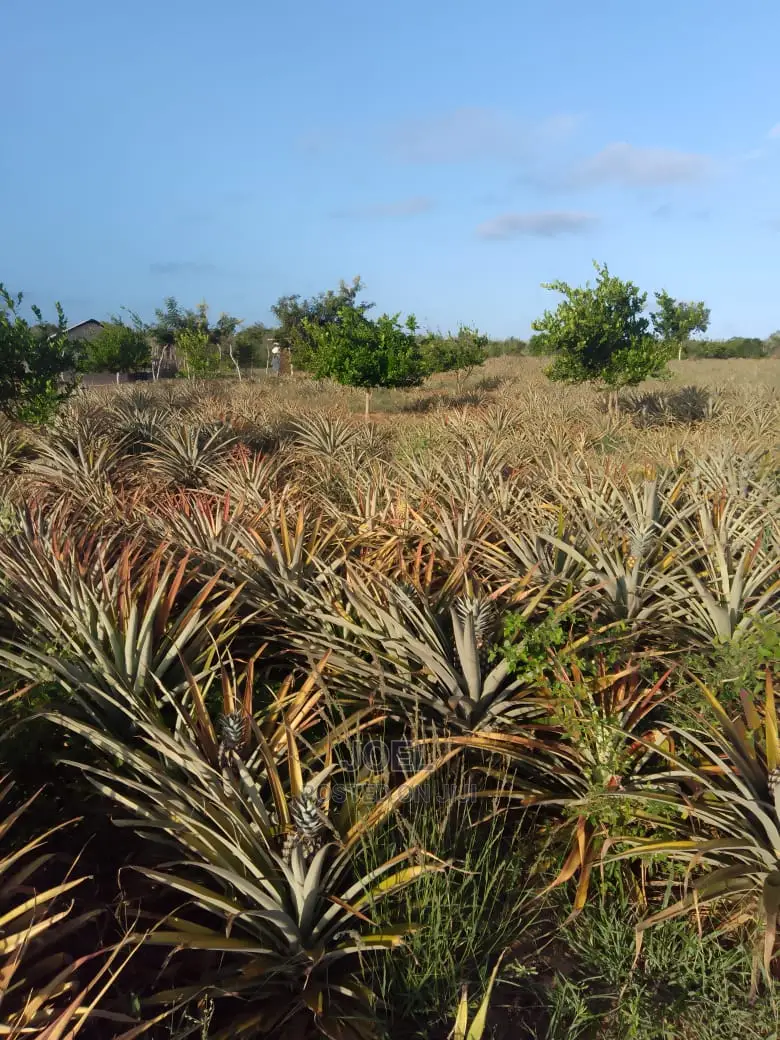 2 Acres Land in Malindi - Title Deeded and Ready to Transfer in Town Centre