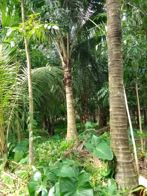 2 Acres Land in Malindi - Title Deeded and Ready to Transfer in Town Centre
