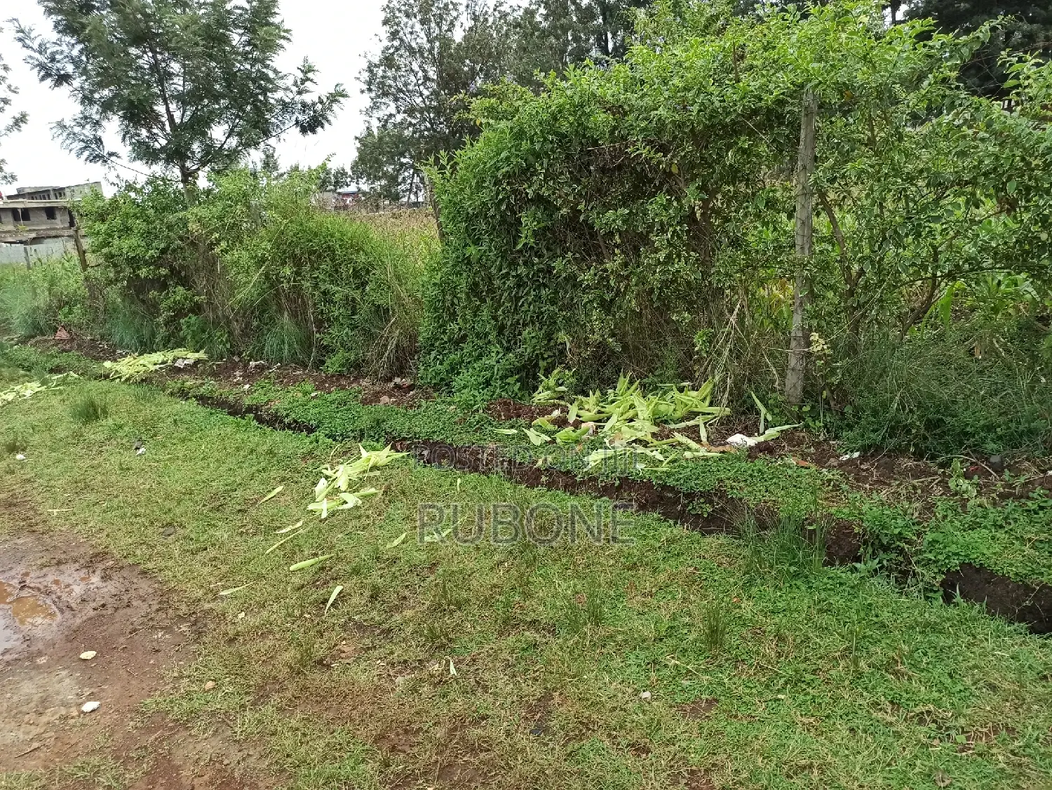 Prime Kabiria Land: 0.5 Acre Plot - Seize the Opportunity in Kabiria