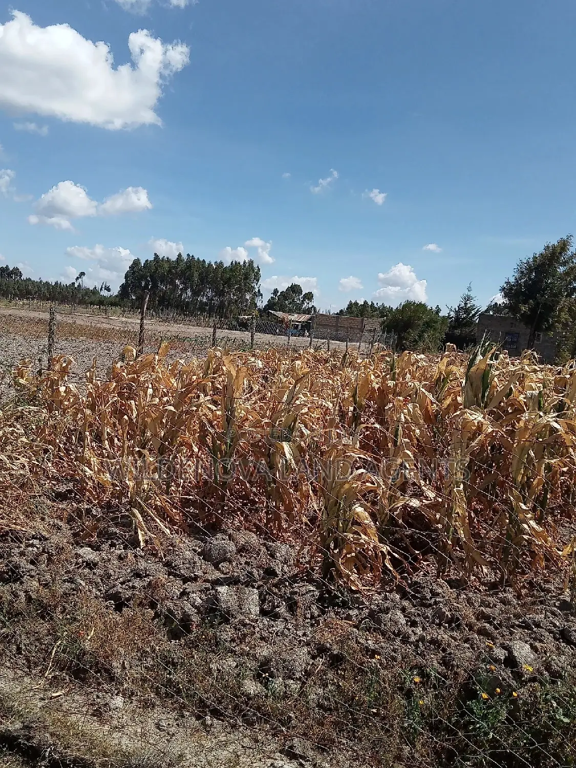 Invest in 1/2 Acre Land in Flyover Kinangop - Limited Time Offer! in Magumu