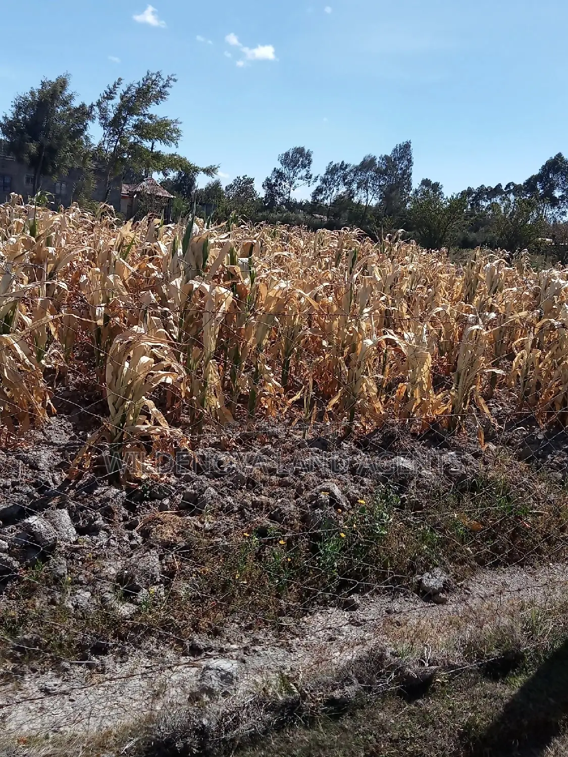 Invest in 1/2 Acre Land in Flyover Kinangop - Limited Time Offer! in Magumu