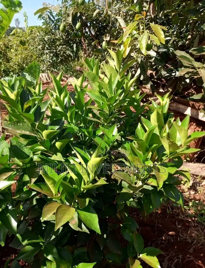 One Acre Land Available in Delview Thika - Invest Now! in Kimorori/Wempa