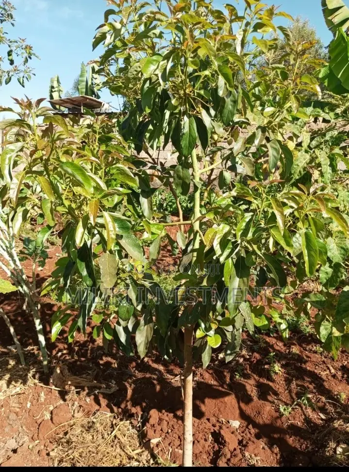 One Acre Land Available in Delview Thika - Invest Now! in Kimorori/Wempa
