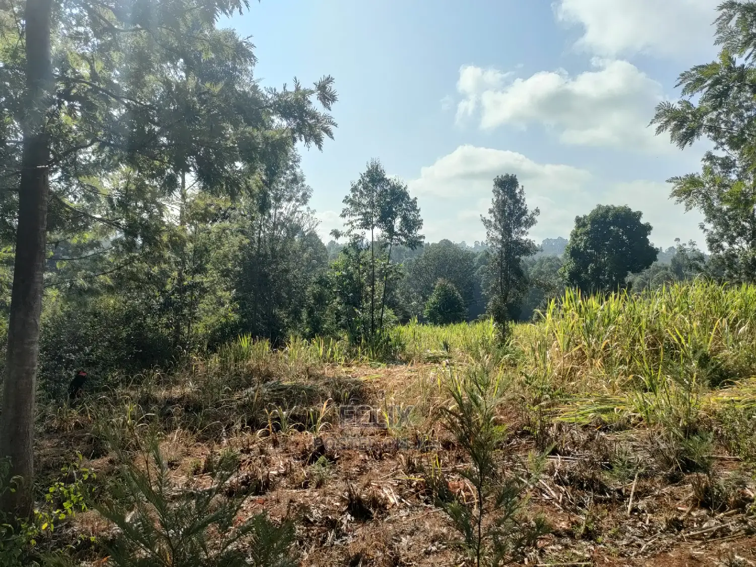 1 1/4acre Karatina/ Ngorano in Karatina Town