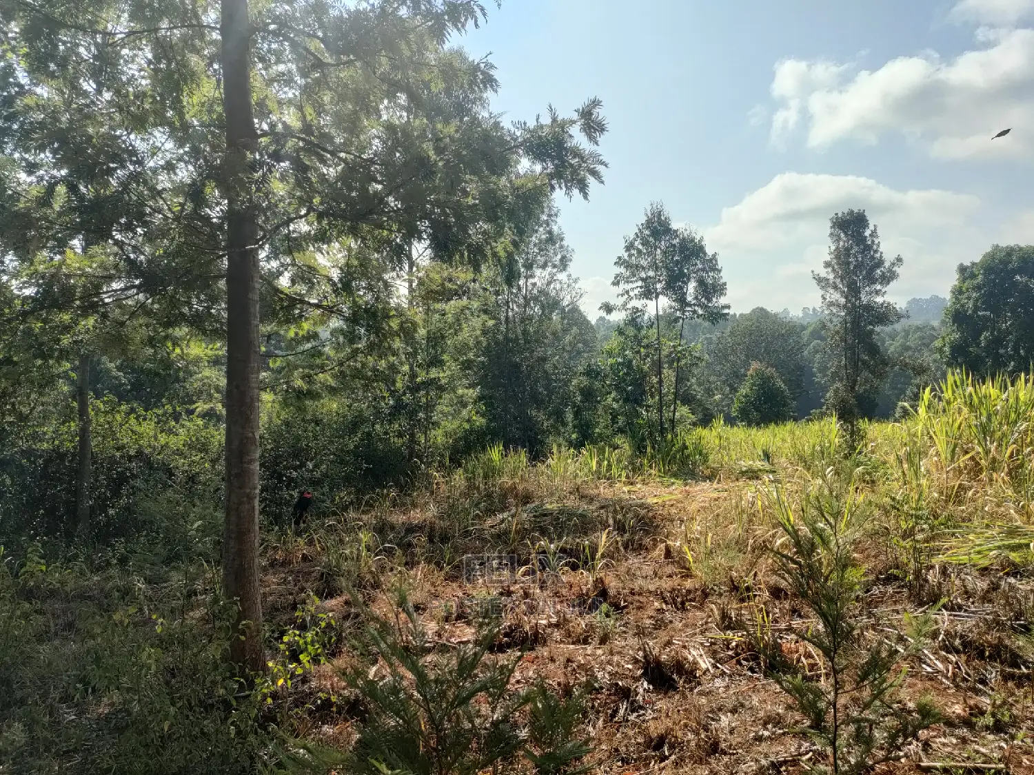 1 1/4acre Karatina/ Ngorano in Karatina Town