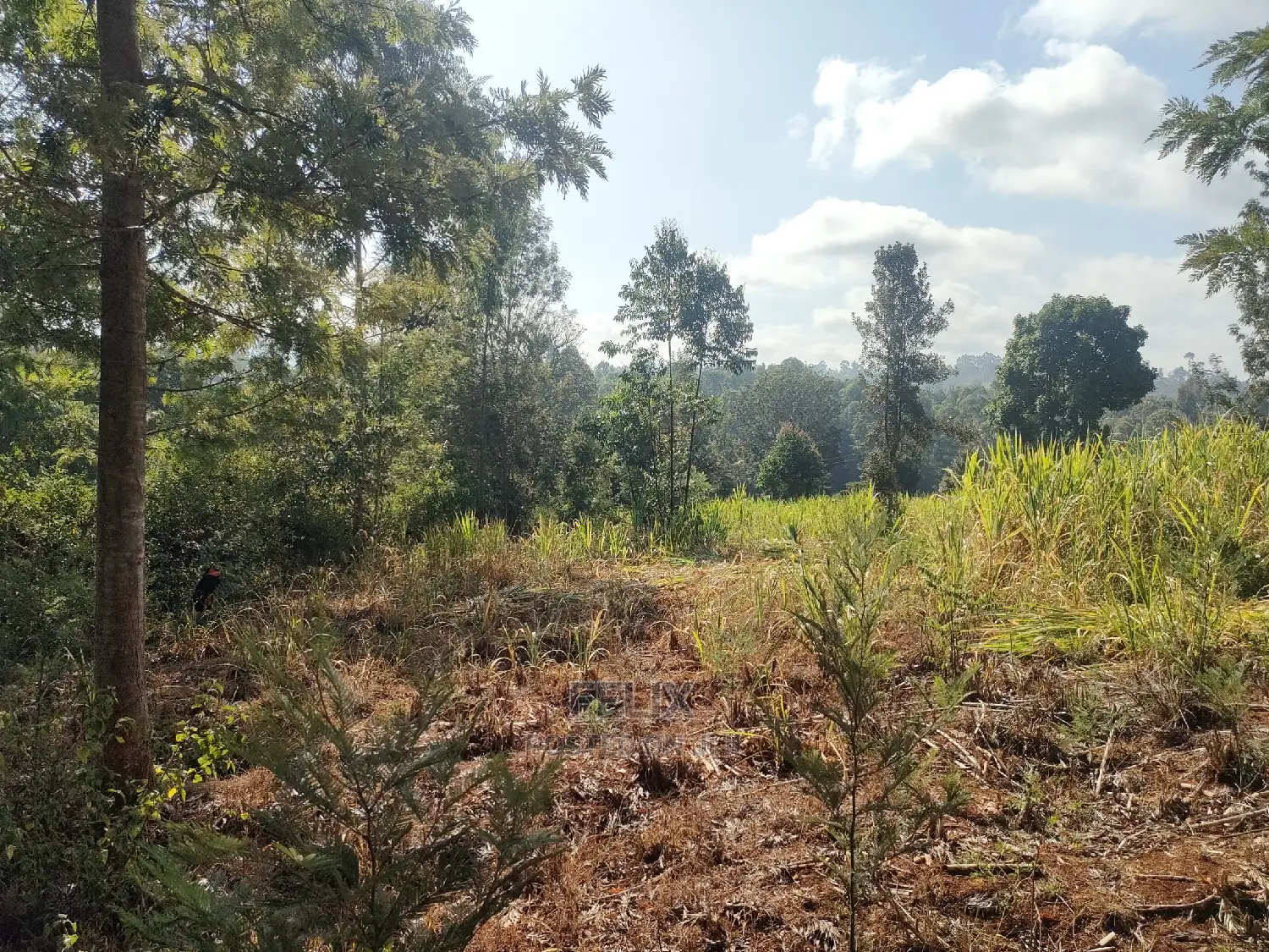 1 1/4acre Karatina/ Ngorano in Karatina Town