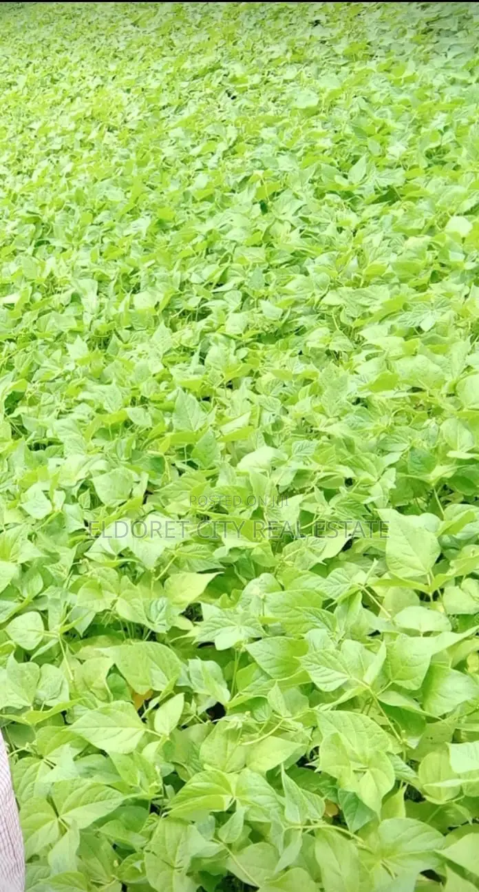 Kipkaren Turbo Title: 5-Acre Plot Available for Sale in Eldoret CBD