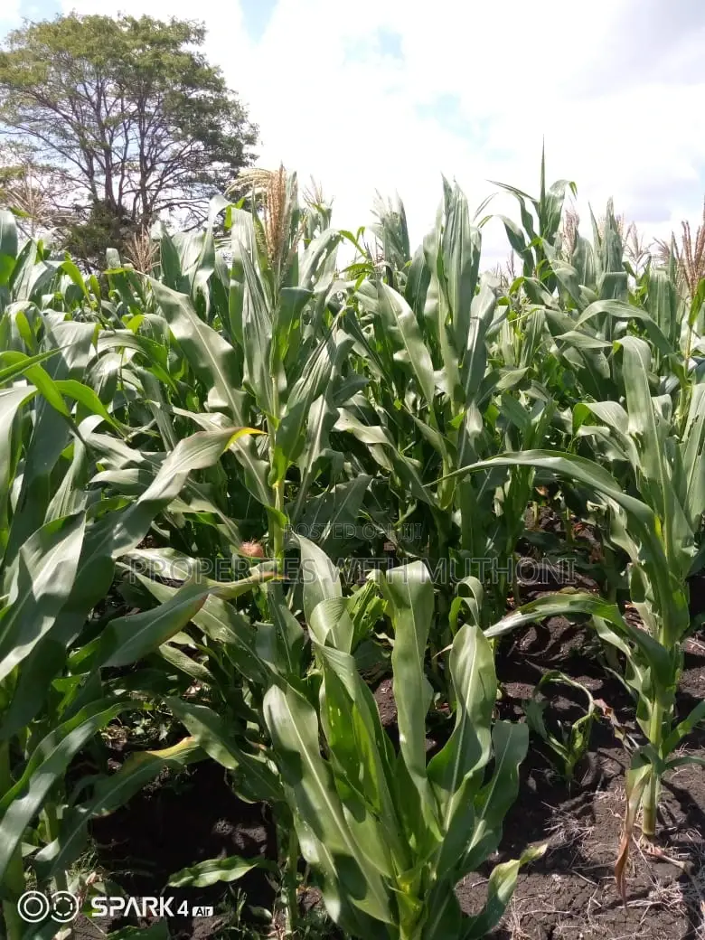 15-Acre Farmland for Sale in Kianjogu, Kirinyaga County in Mutithi
