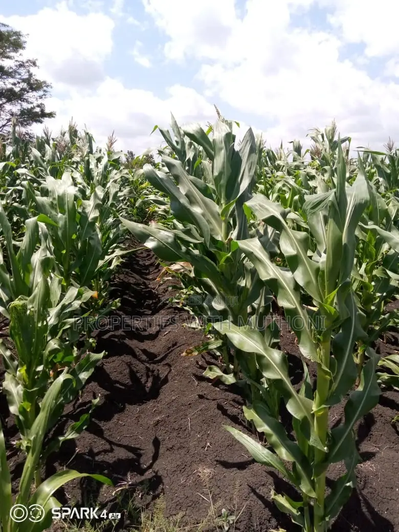 15-Acre Farmland for Sale in Kianjogu, Kirinyaga County in Mutithi