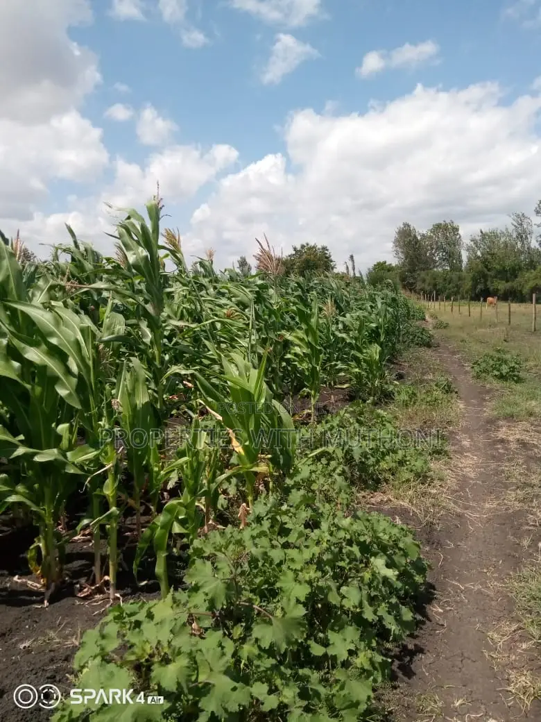 15-Acre Farmland for Sale in Kianjogu, Kirinyaga County in Mutithi