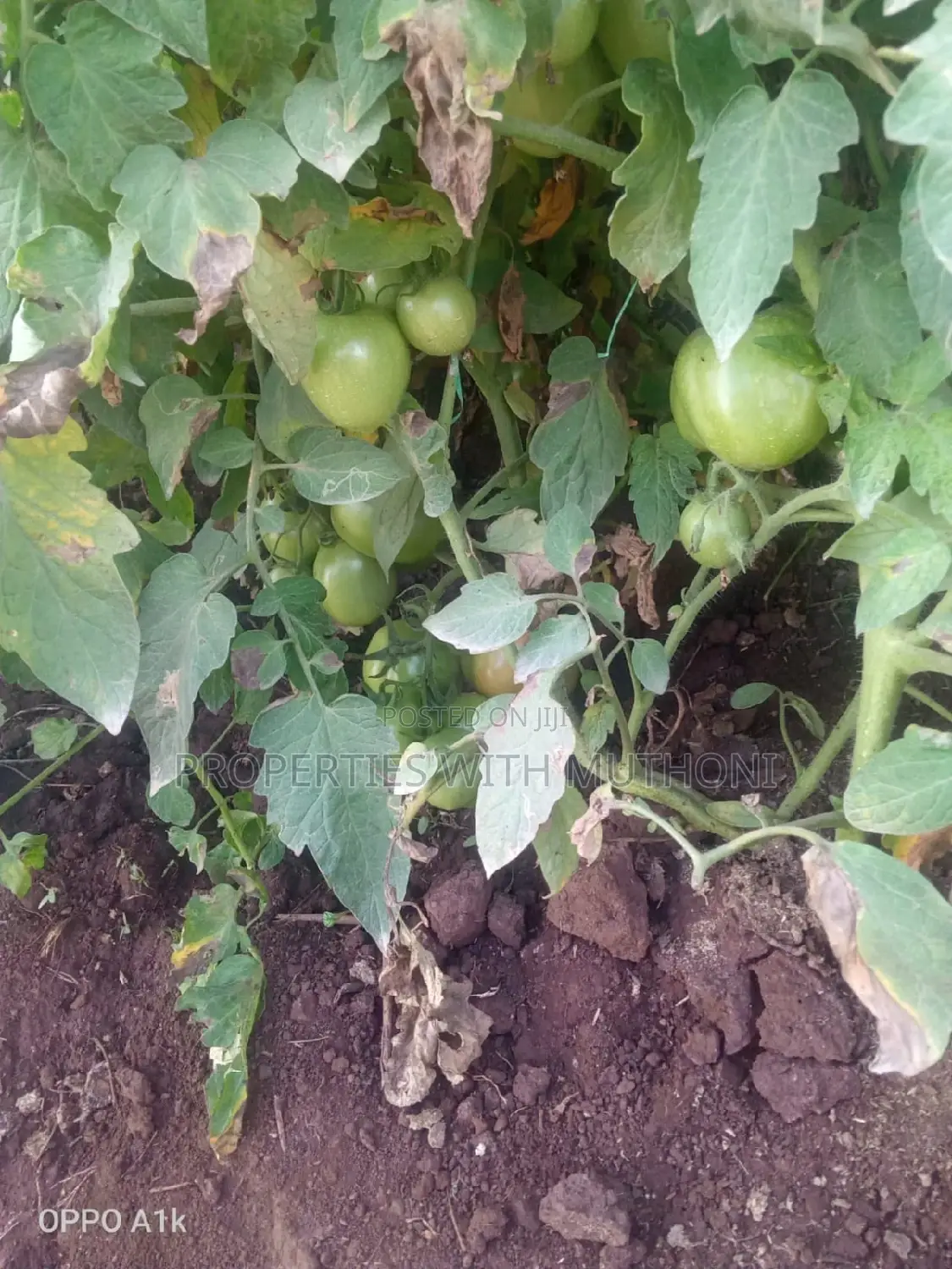 1-Acre Land for Sale in Kandongu, Mwea, Kirinyaga County in Mutithi
