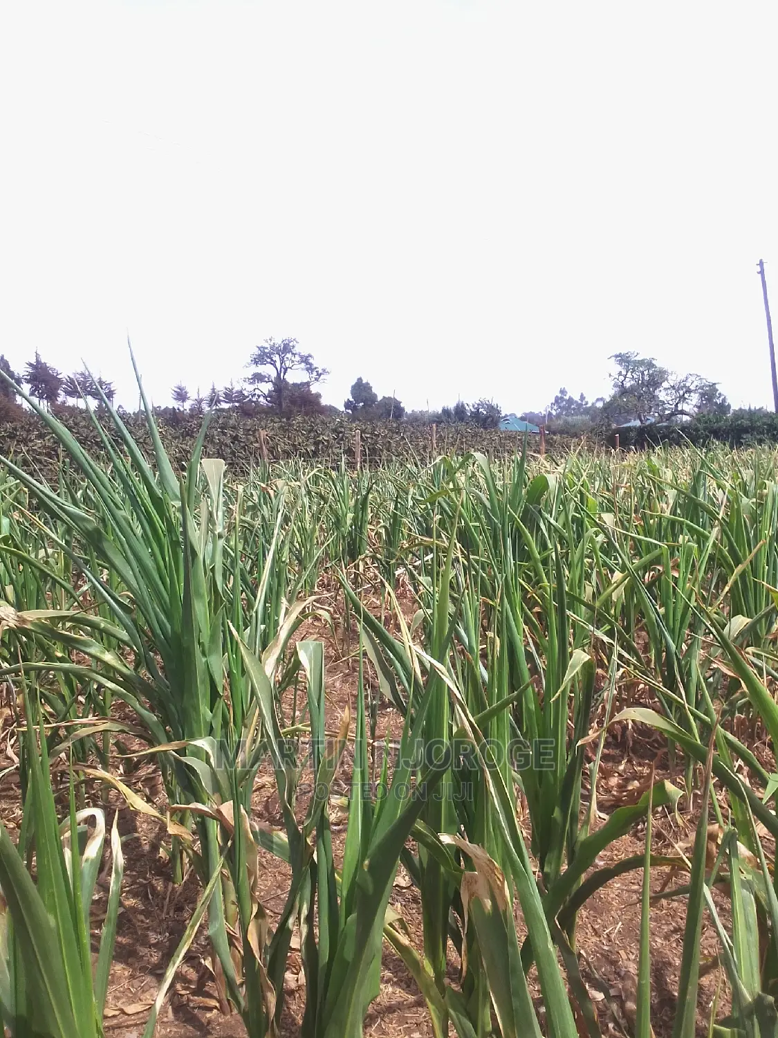 1 Acre Kinungi, Mwega Area in Naivasha East