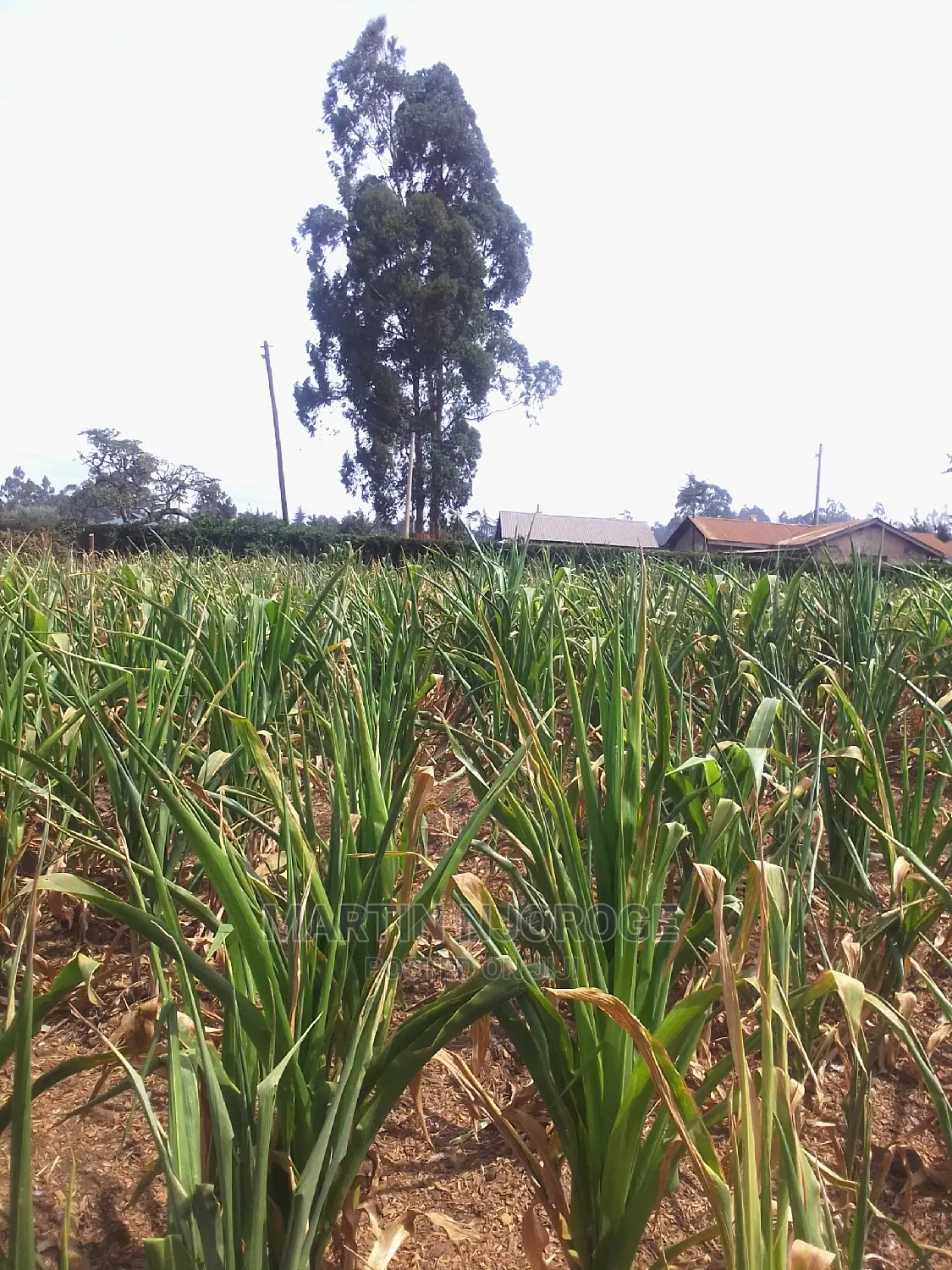 1 Acre Kinungi, Mwega Area in Naivasha East