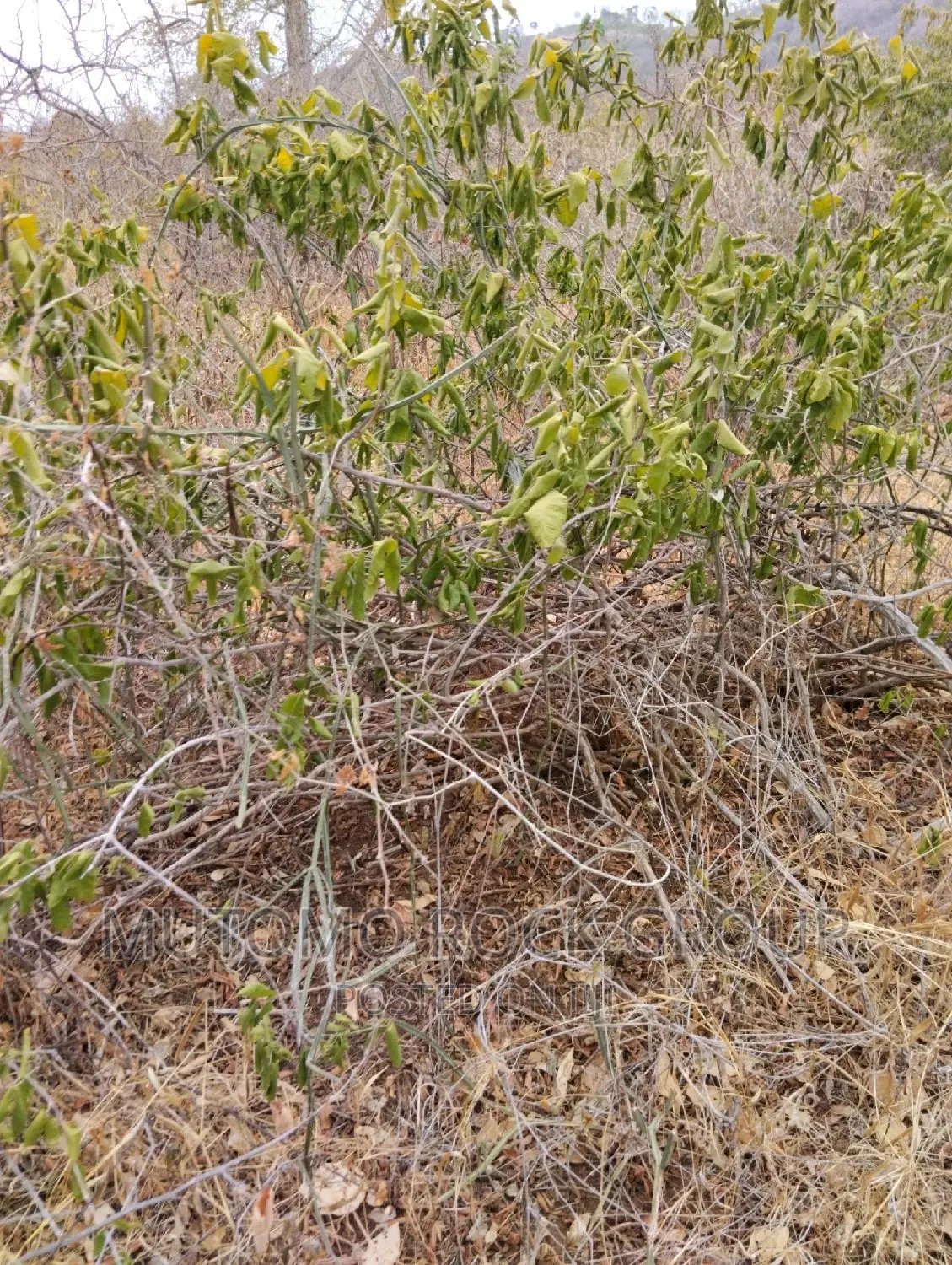 100acres for Sale With Title in Mutomo