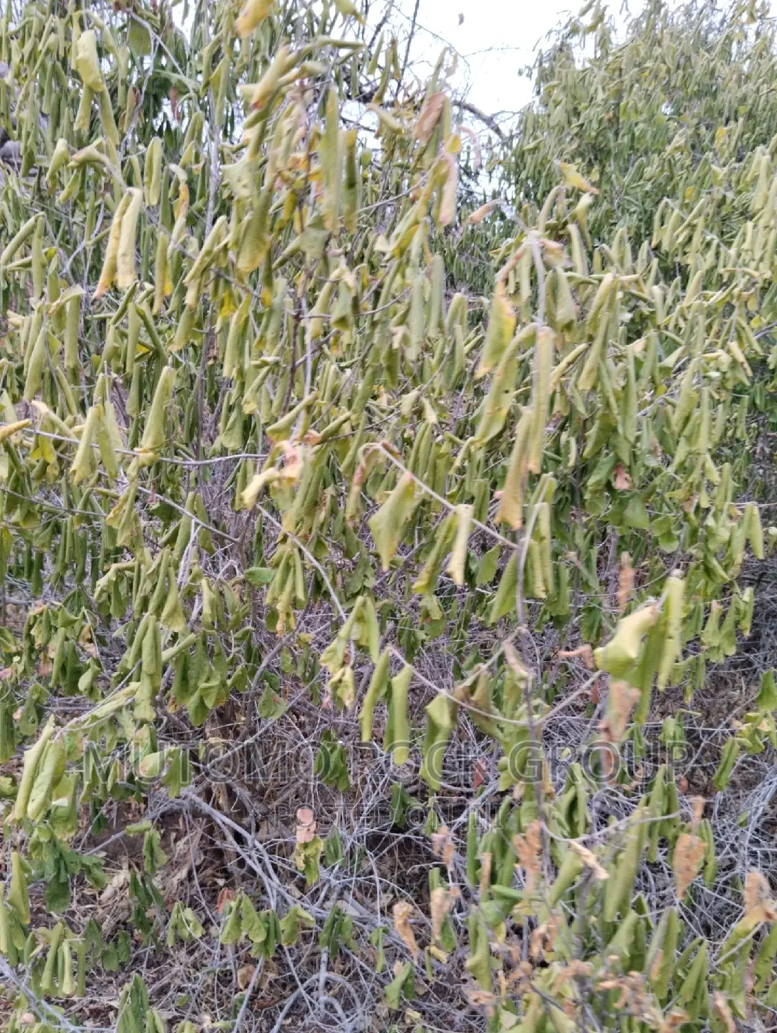 100acres for Sale With Title in Mutomo