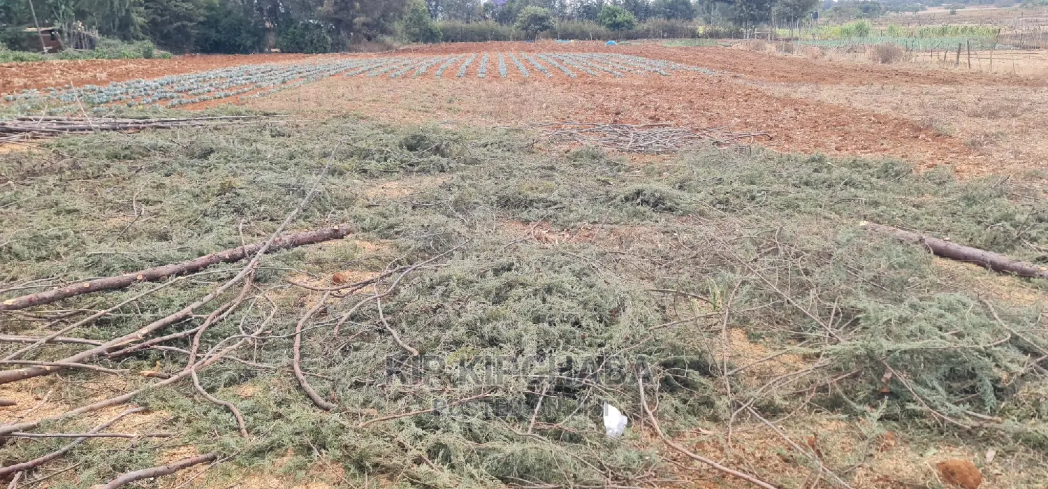 Cheap 1/4 Acre Land for Sale in Chepkanga Willow Tree Eldoret - Don't Miss Out! in Kimumu
