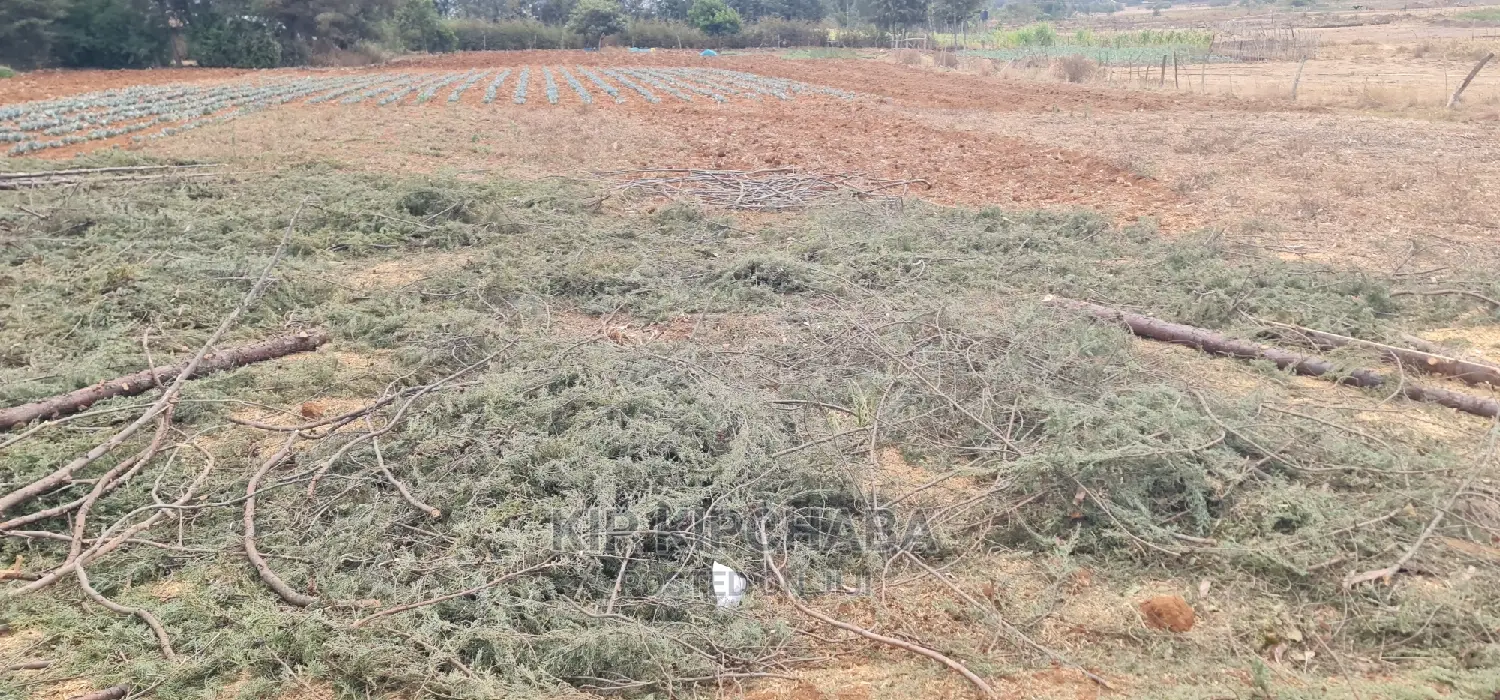 Cheap 1/4 Acre Land for Sale in Chepkanga Willow Tree Eldoret - Don't Miss Out! in Kimumu