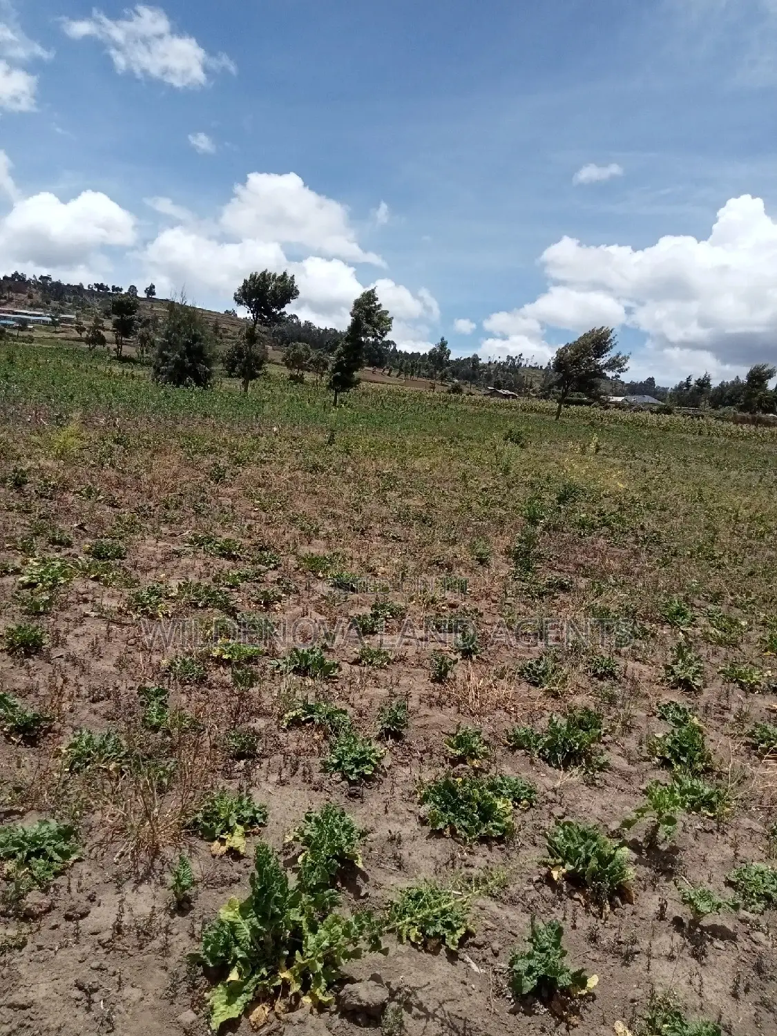 Ihindu Market: Plot Sale in Naivasha - Great Opportunity in Karai