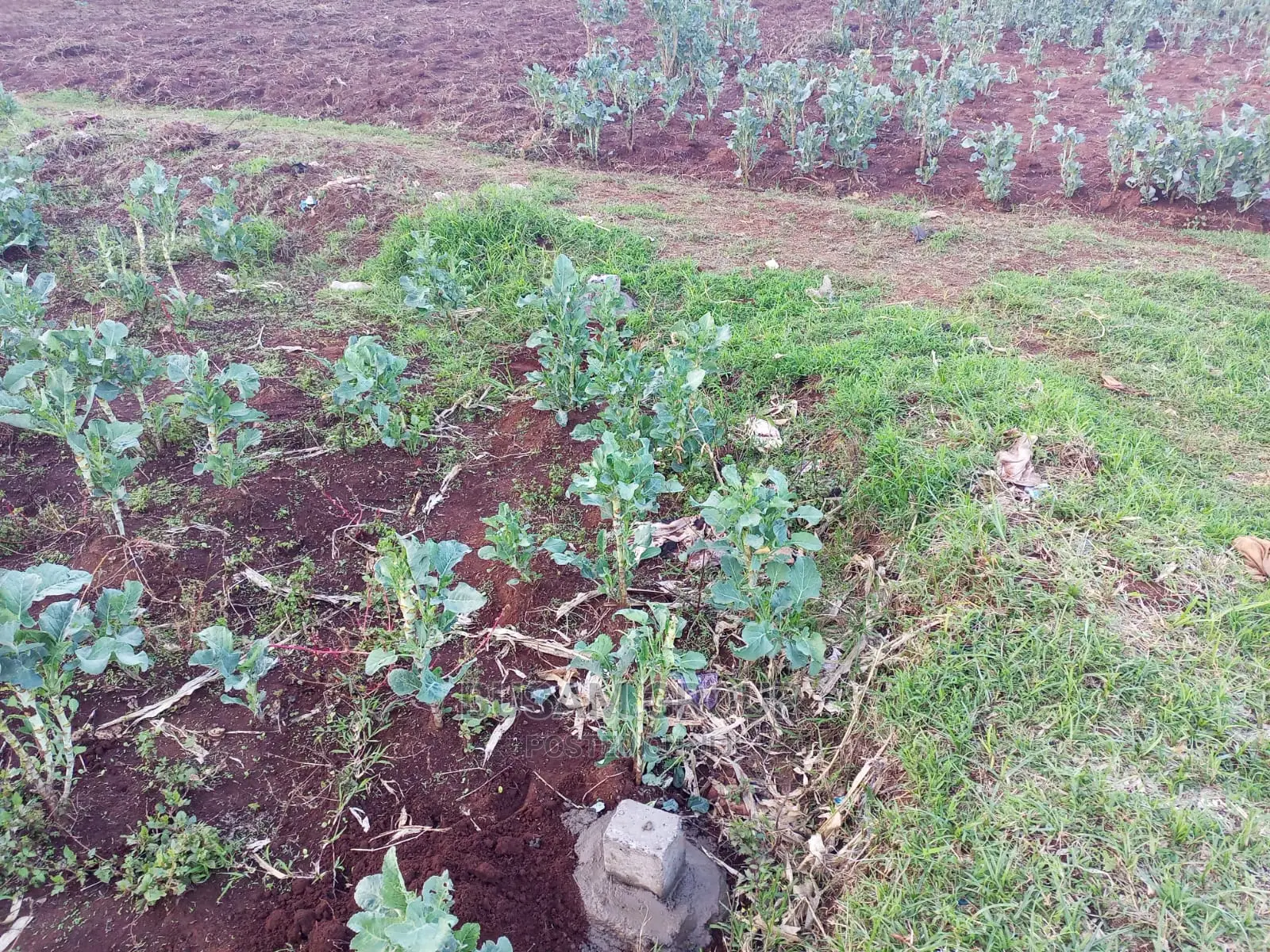 Kabuku Limuru 50 by 100 Plots - Ready Title Available in Ngecha