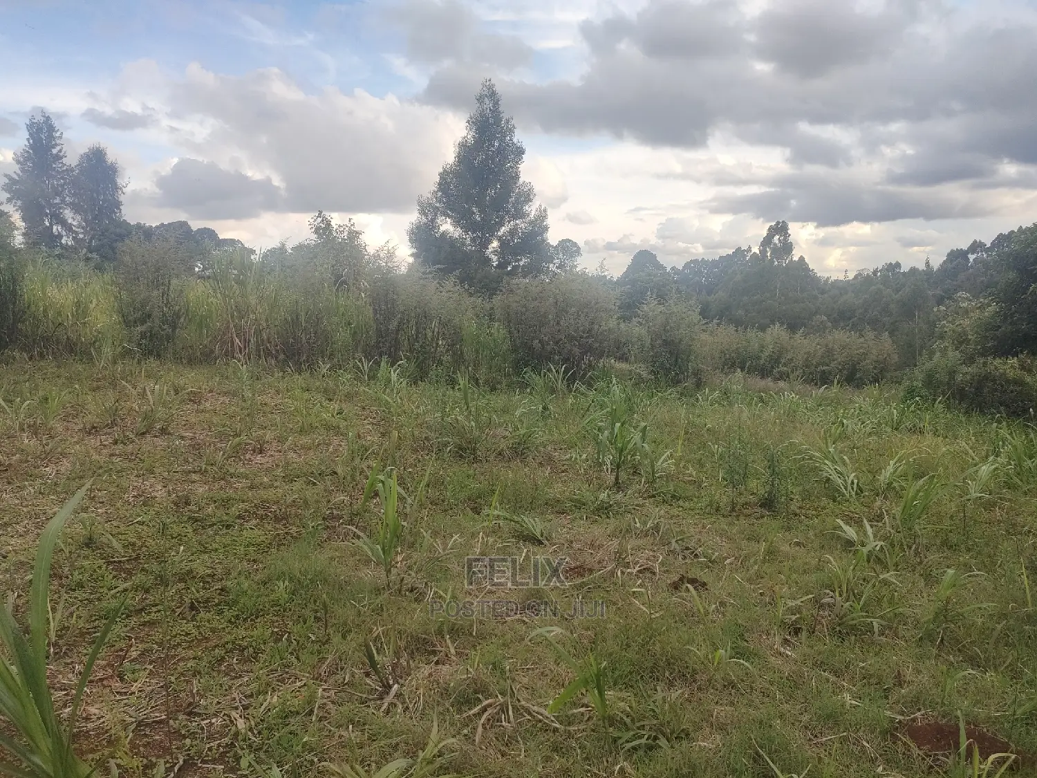 Karatina/Kanjuri 1 Acre in Karatina Town
