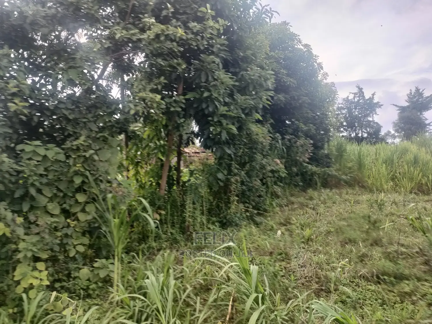 Karatina/Kanjuri 1 Acre in Karatina Town