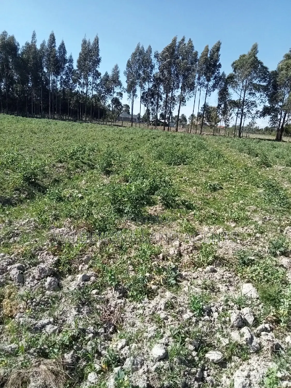 5-Acre Plot in Kinangop Enginear - Seize This Unique Land Investment Today! in North Kinangop
