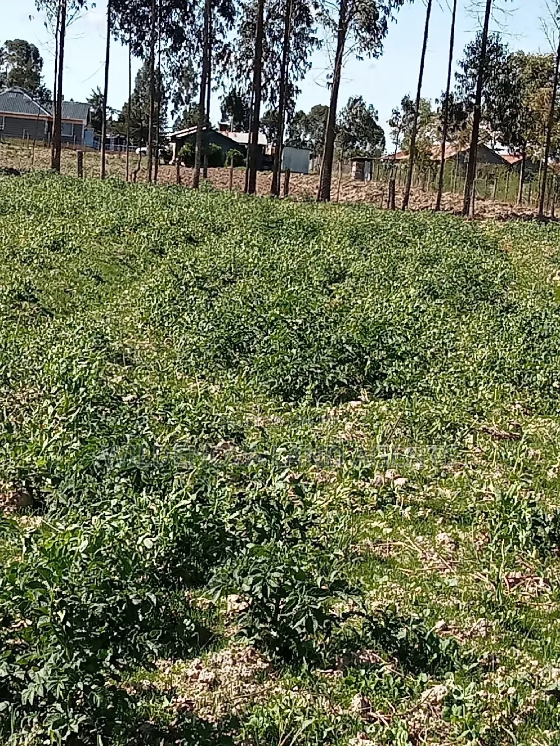 5-Acre Plot in Kinangop Enginear - Seize This Unique Land Investment Today! in North Kinangop