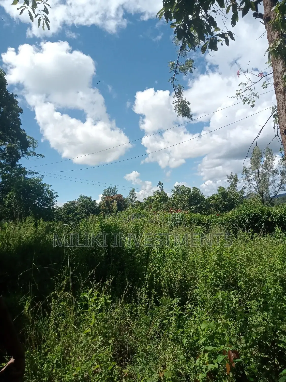 Sabasaba's Best Acre of Land Available for Purchase - Act Now! in Kamahuha