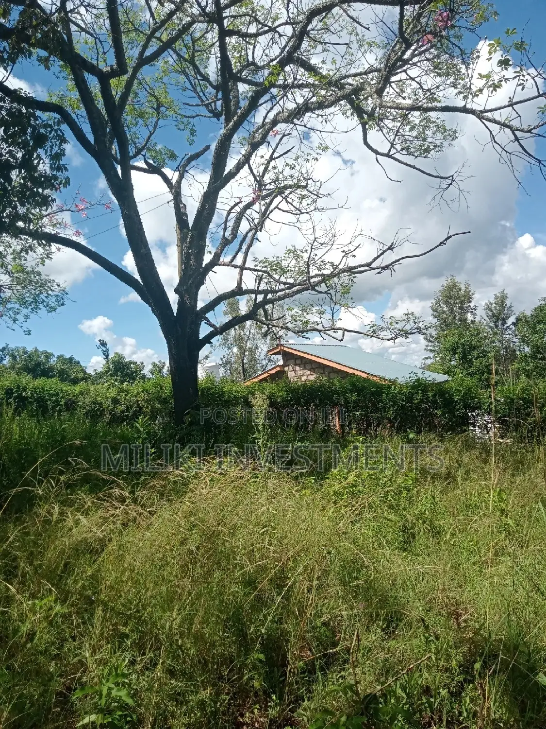 Sabasaba's Best Acre of Land Available for Purchase - Act Now! in Kamahuha