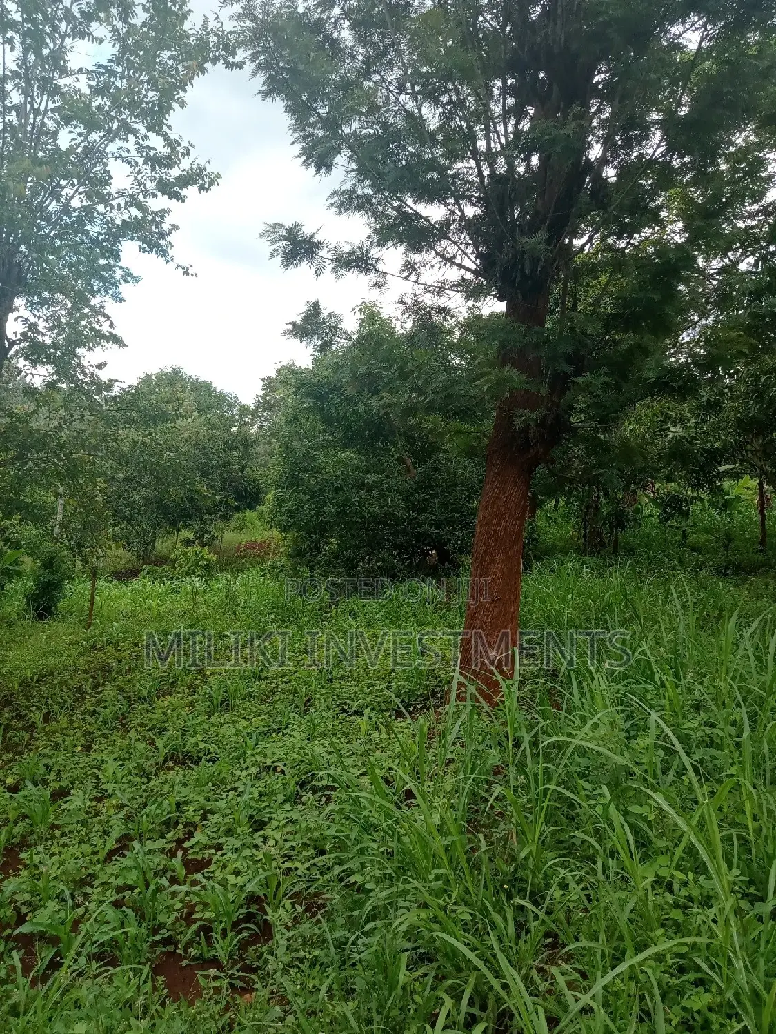 Affordable Acreage in Irigiro-Sabasaba: Buy Now! in Kimorori/Wempa
