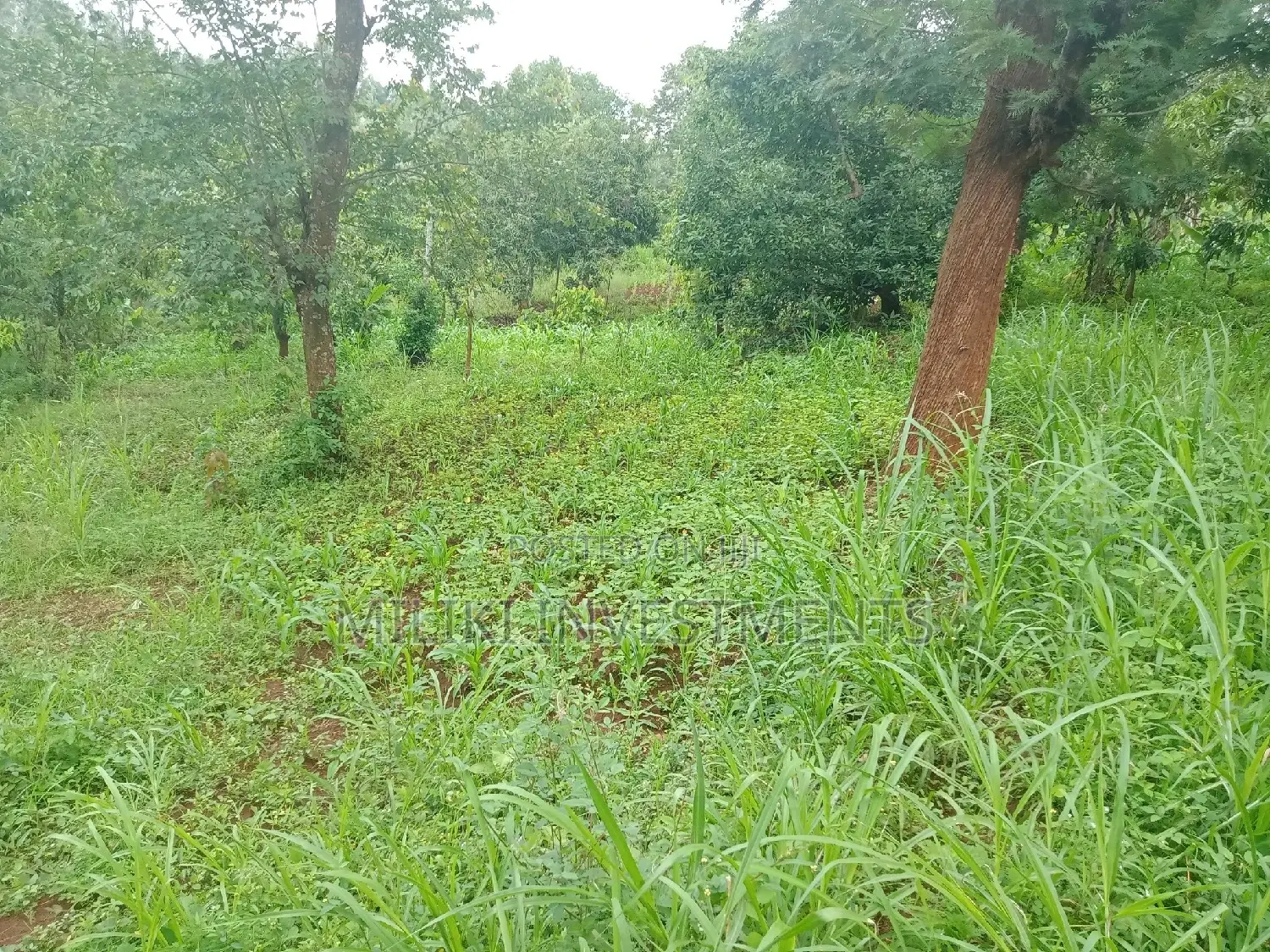 Affordable Acreage in Irigiro-Sabasaba: Buy Now! in Kimorori/Wempa