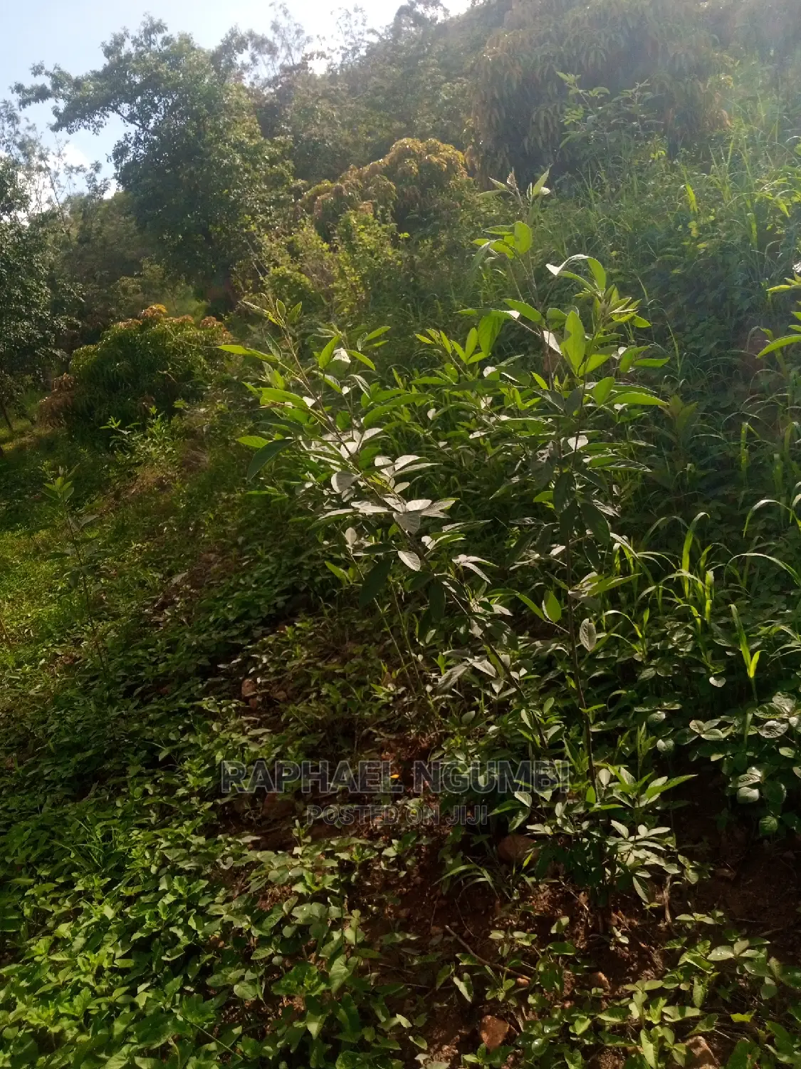 Premium 1.75-acre plot in Machakos Kaani for sale in Machakos Town