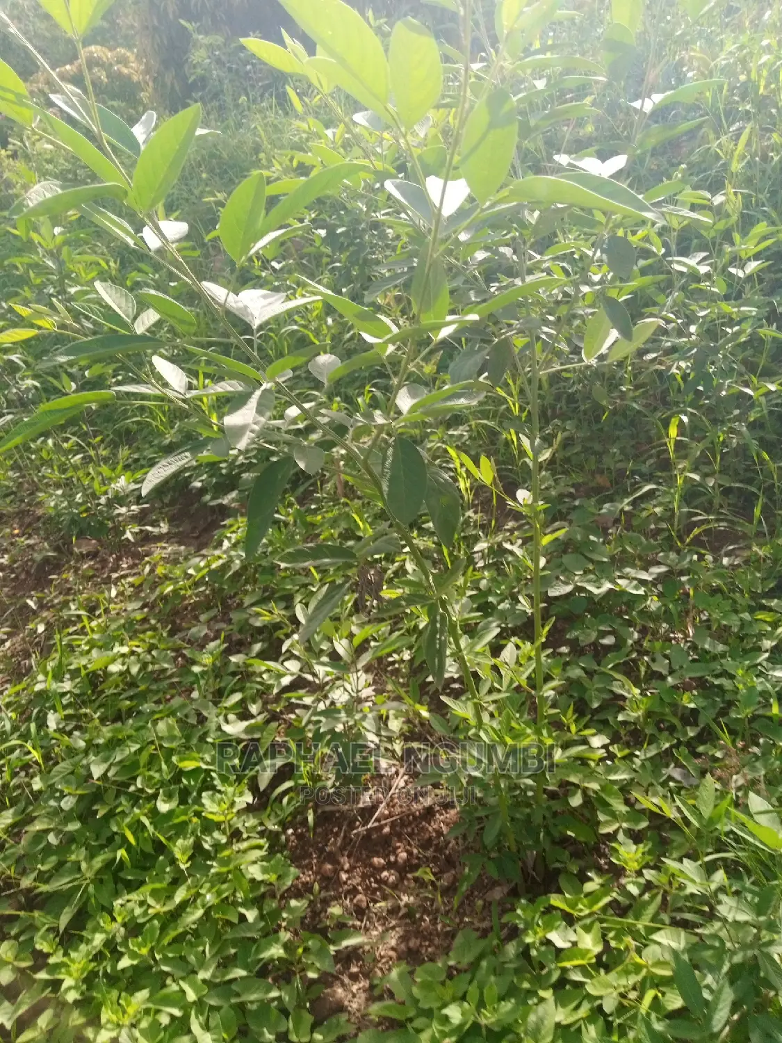 Premium 1.75-acre plot in Machakos Kaani for sale in Machakos Town