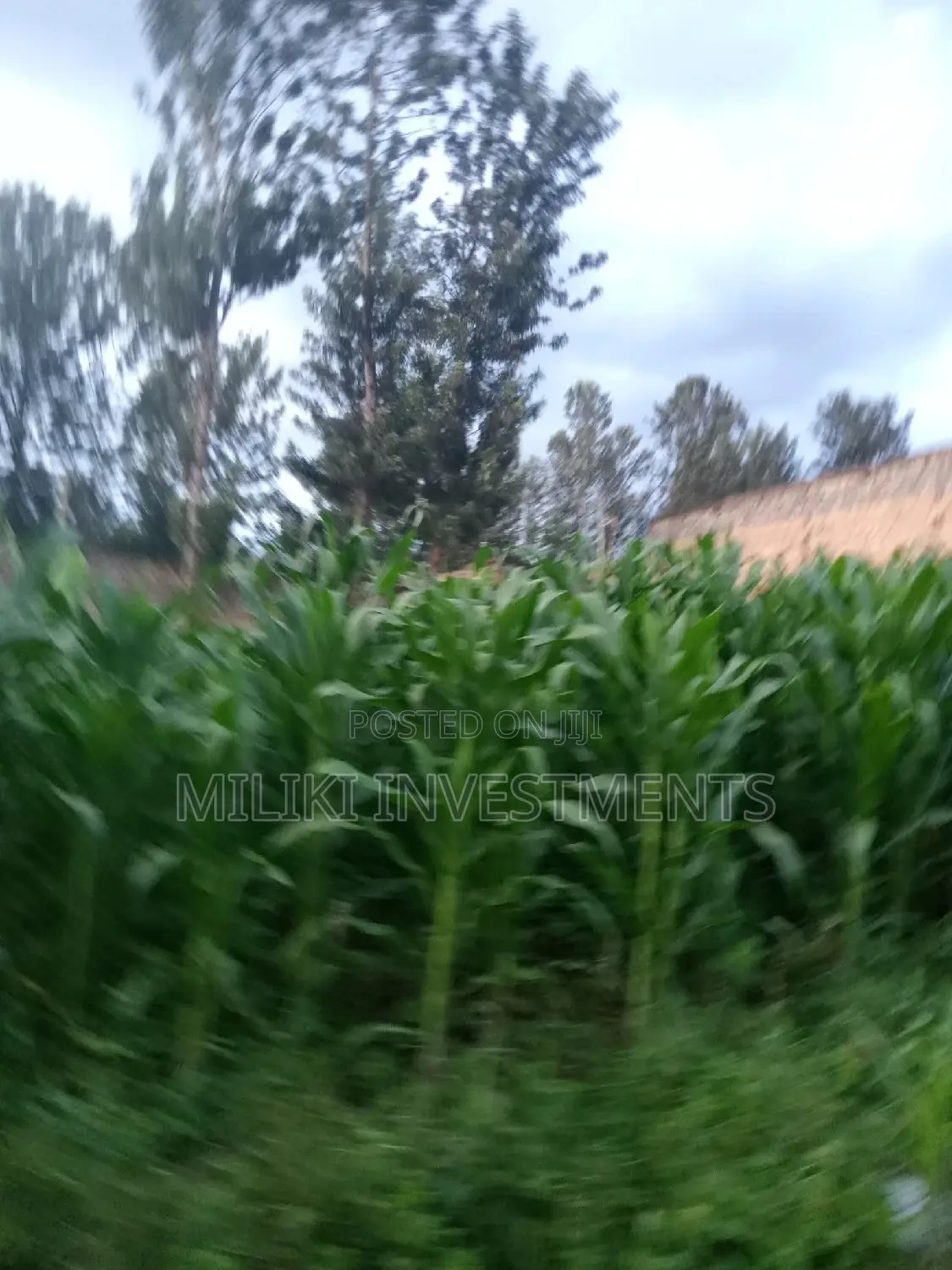 Spacious 50x100 Plot in Kamahuha - Perfect for Your Dream Home in Makuyu