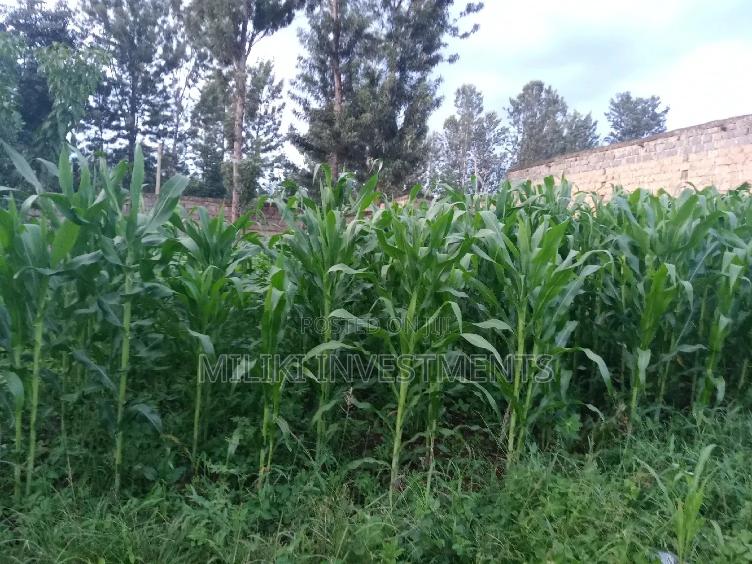 Spacious 50x100 Plot in Kamahuha - Perfect for Your Dream Home in Makuyu